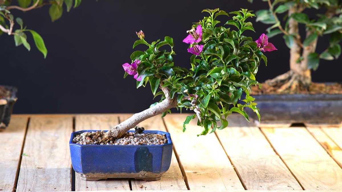 come curare il bonsai di bouganville