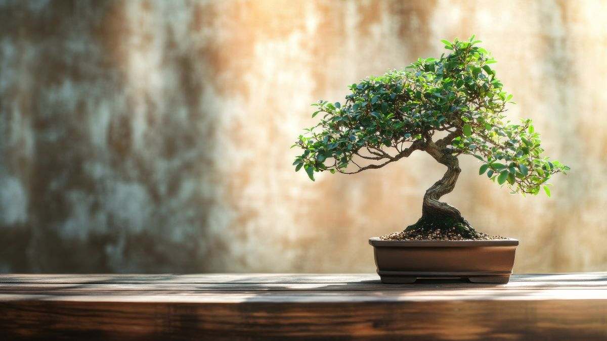 come curare il bonsai per una crescita forte