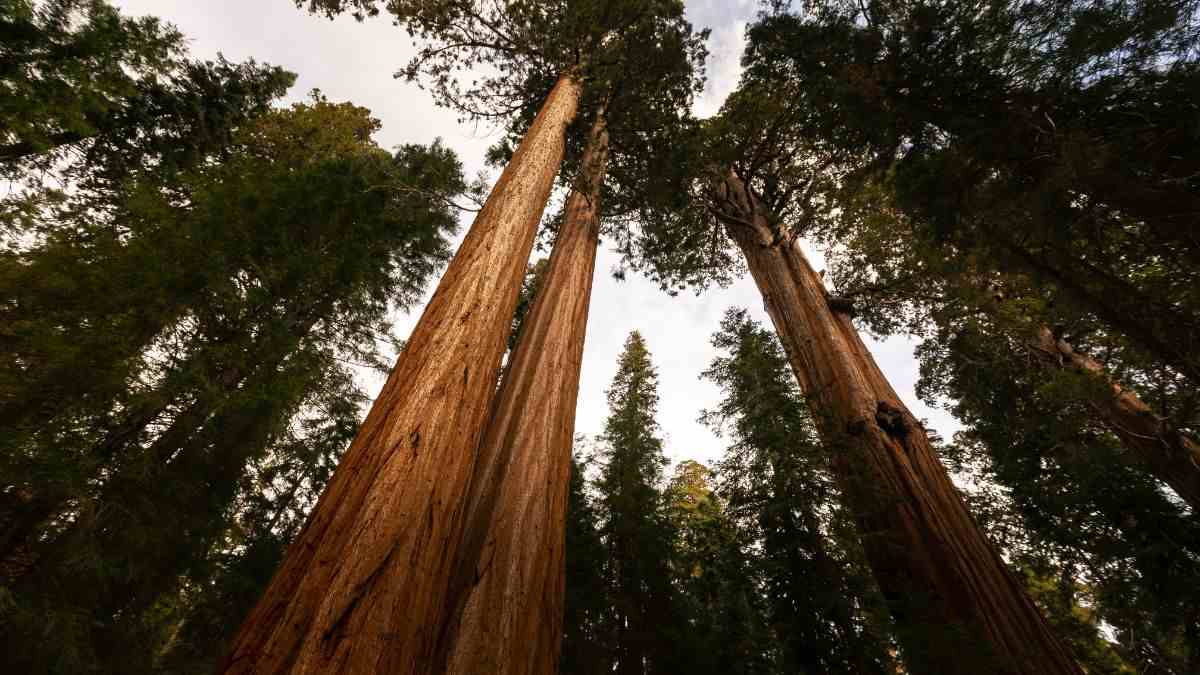 come avere cura della sequoia