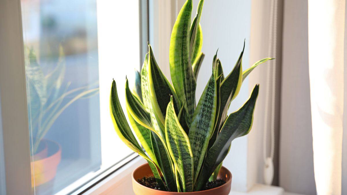 come curare la sansevieria