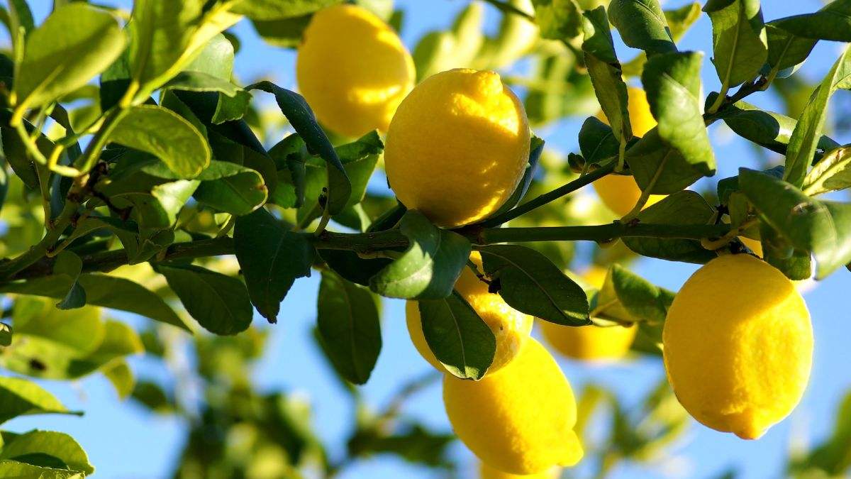 come fare la talea con albero di limone