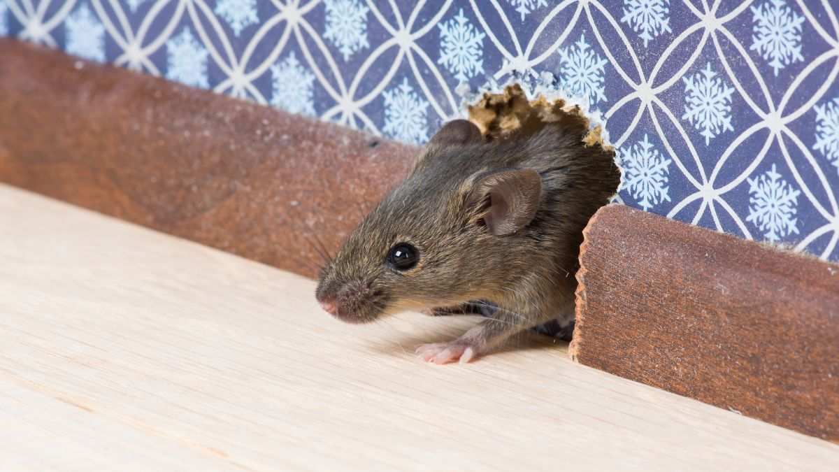 come sapere se ci sono topi in casa