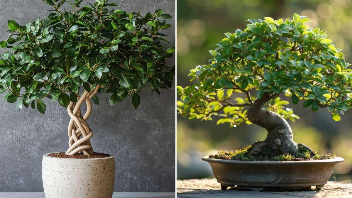 scegli il ficus più adatto al tuo ambiente