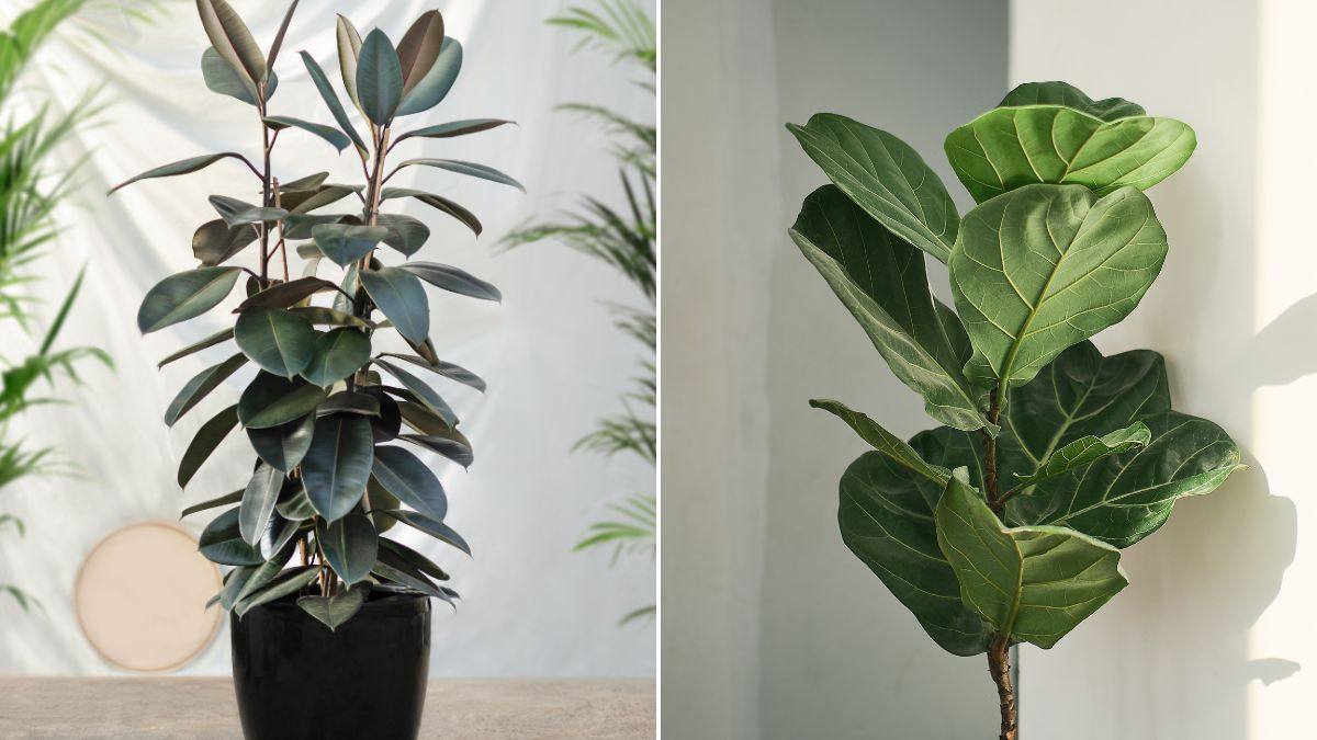 quali sono le migliori varietà di ficus per la tua casa