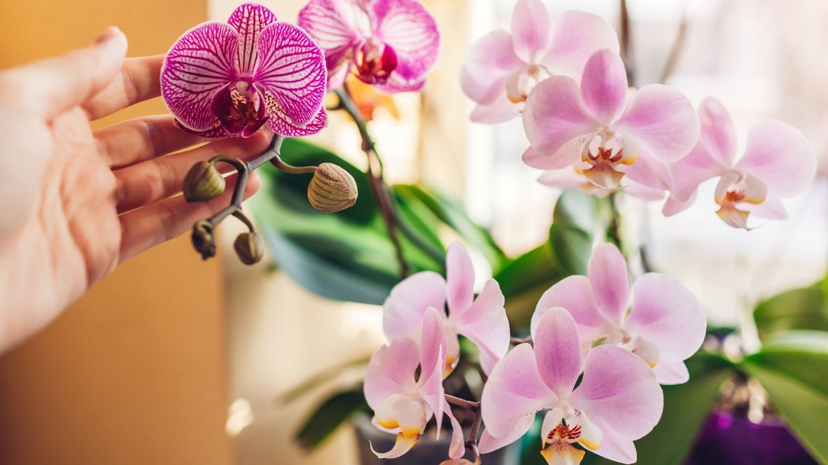 qual è il ciclo di fioritura delle orchidee