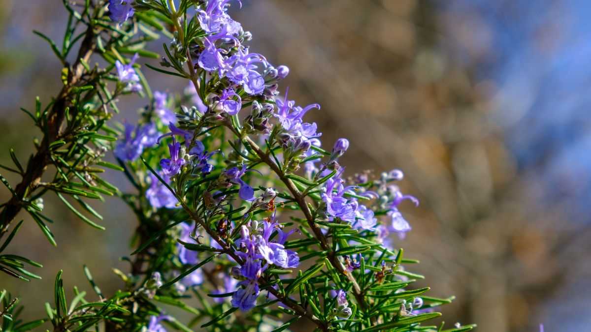 cura rosmarino in fiore