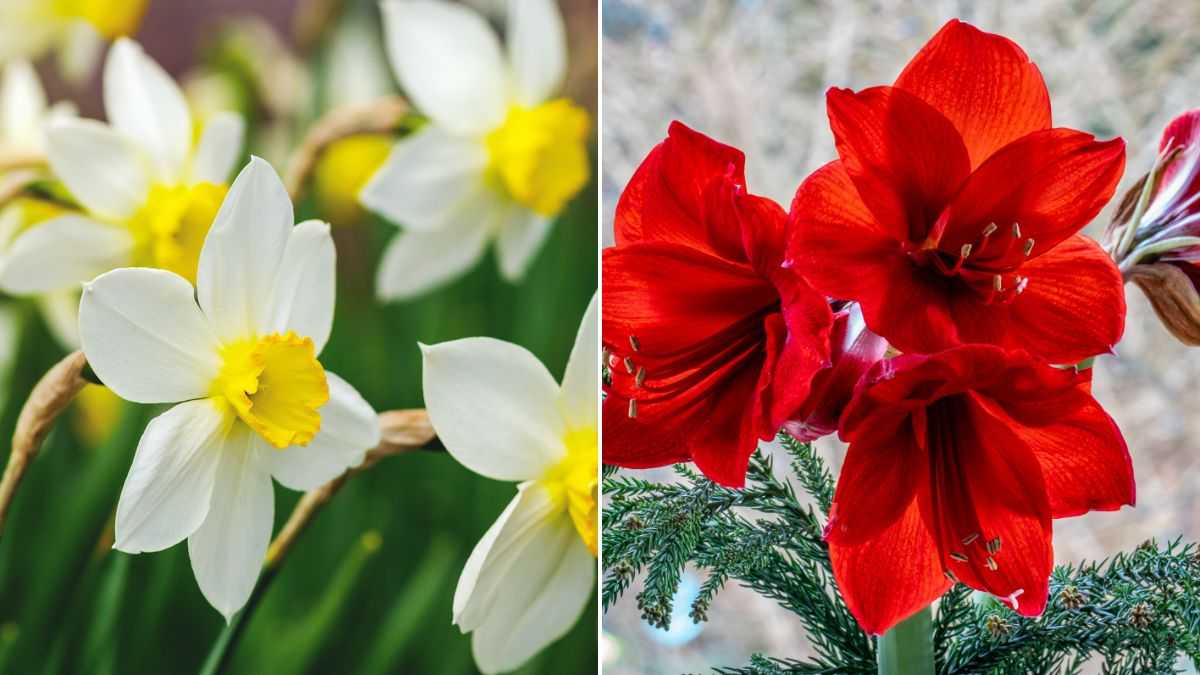 cura dei fiori piantati a gennaio