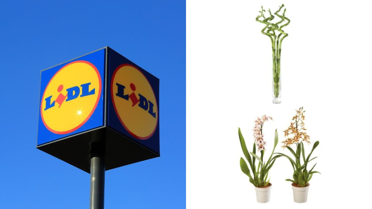 scopri le offerte sulle piante del weekend di Lidl