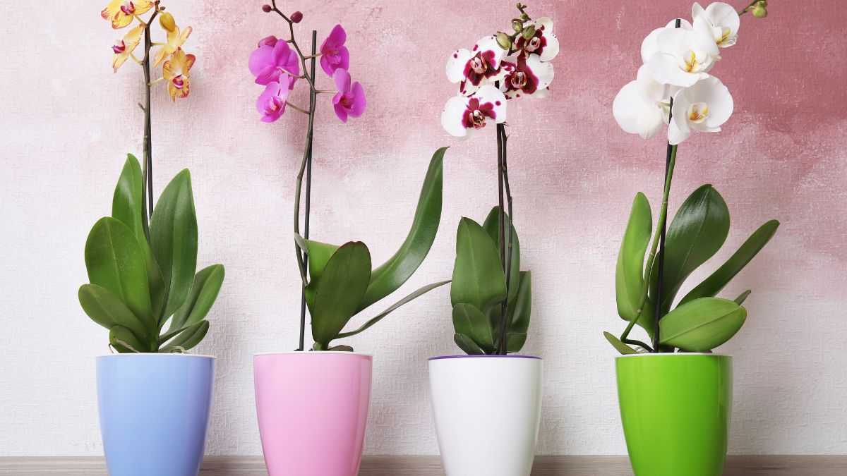 cura delle nuove foglie dell'orchidea