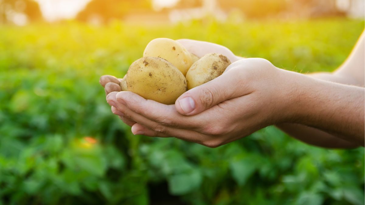 come usare le patate per moltiplicare le rose