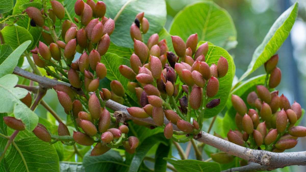 come coltivare una pianta di pistacchio