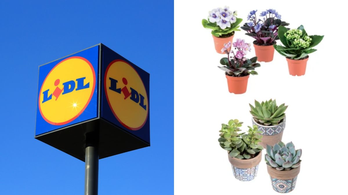 scopri le offerte sulle piante da Lidl