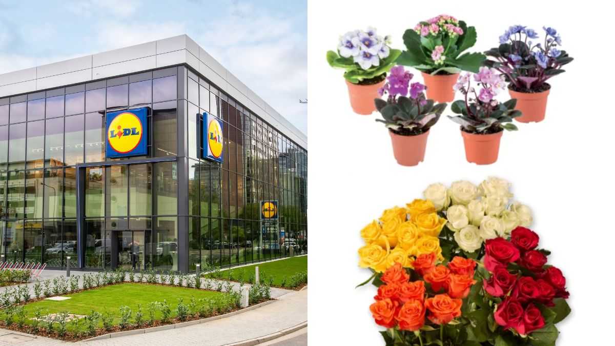 scopri quali sono le piante della settimana in offerta da Lidl