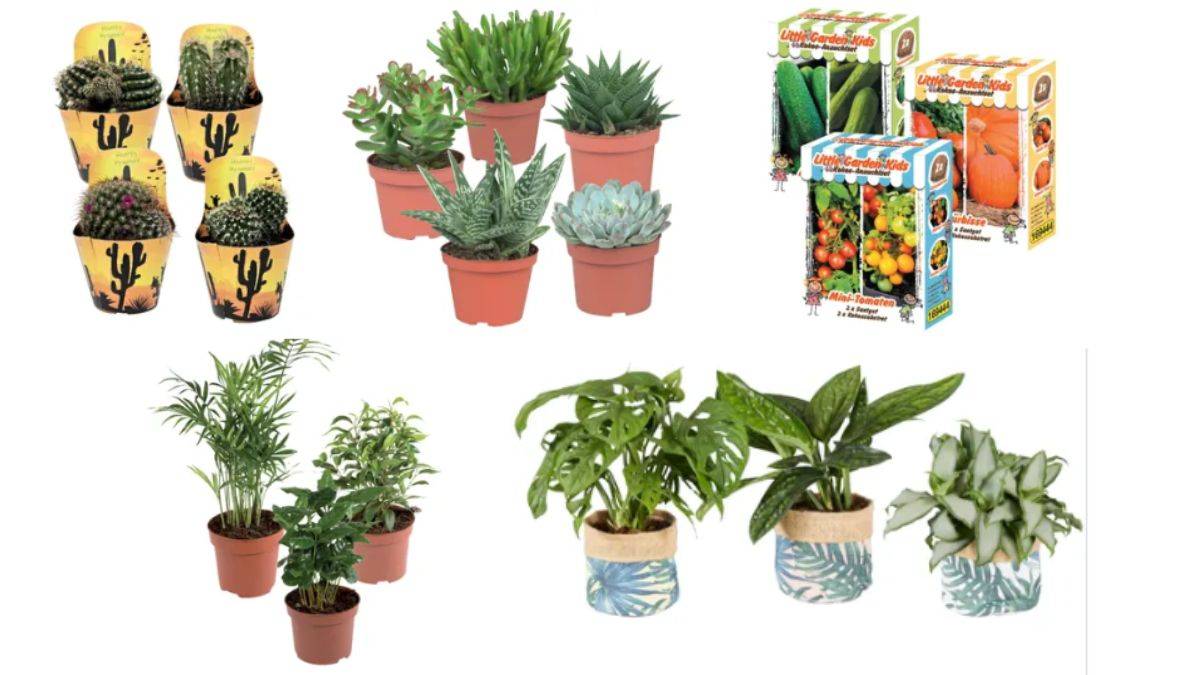 offerta su cactus, piante verdi e succulente di Lidl