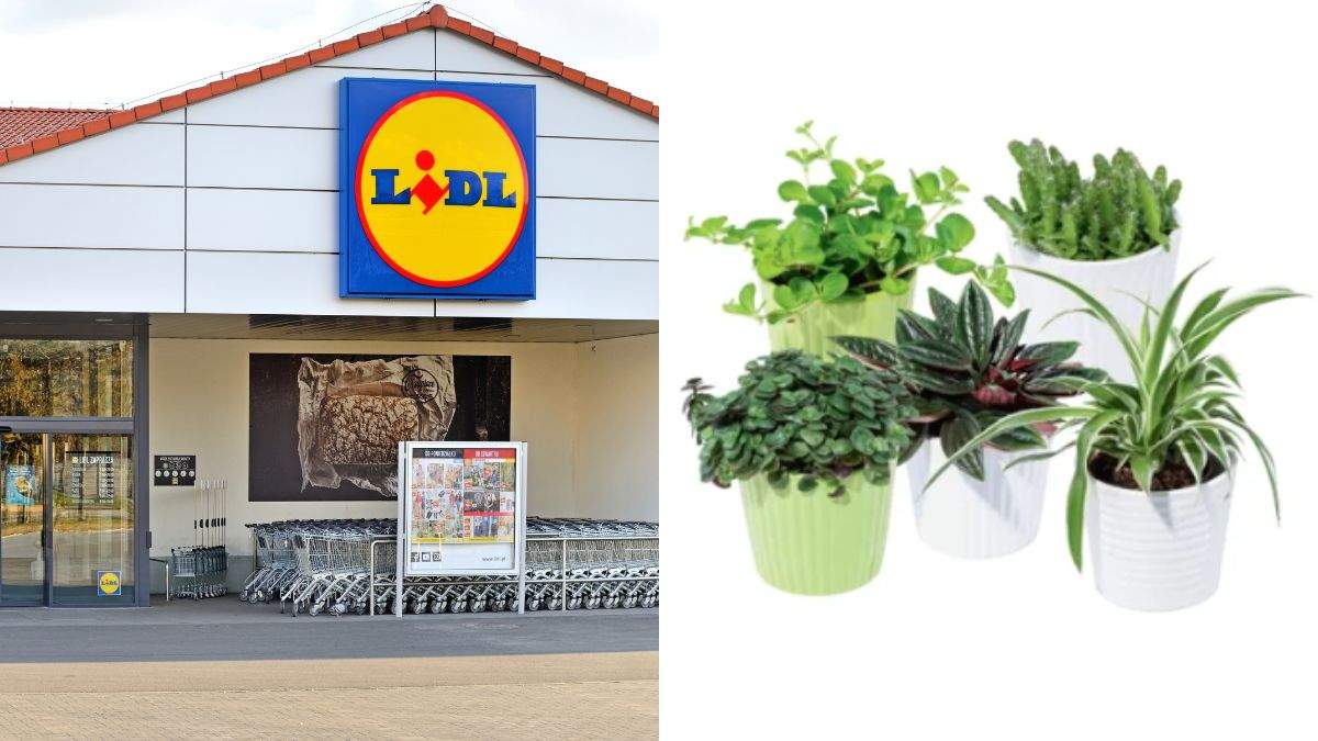 scopri le offerte sulle piante del weekend di Lidl