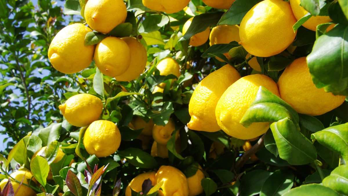 quando non lasciare limoni sulla pianta