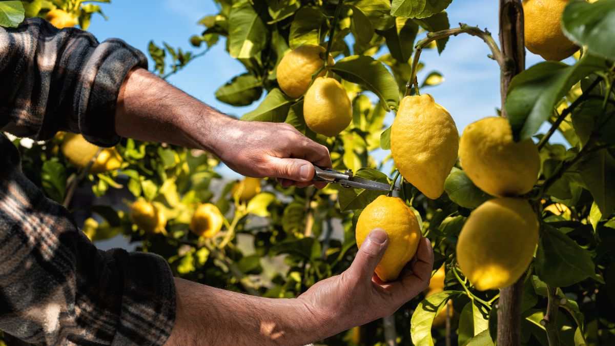 scopri quando è tempo di raccogliere i limoni