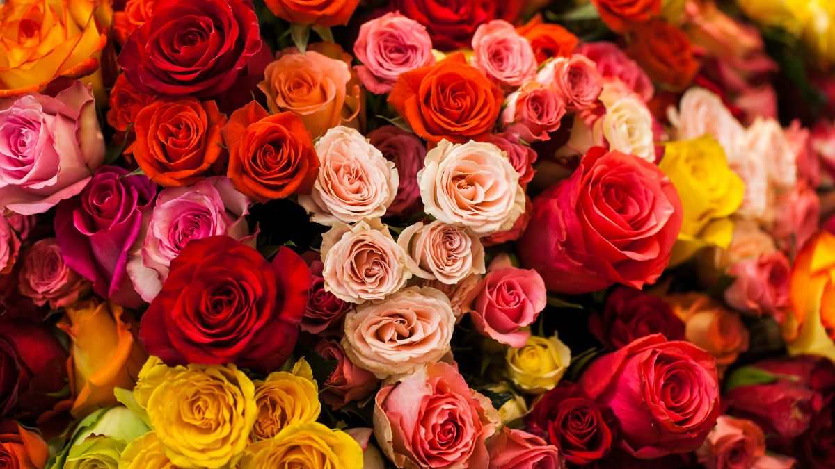 qual è il significato dei diversi colori delle rose