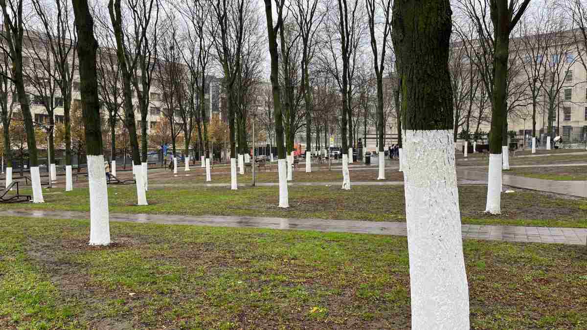 perché a volte troviamo i tronchi degli alberi bianchi