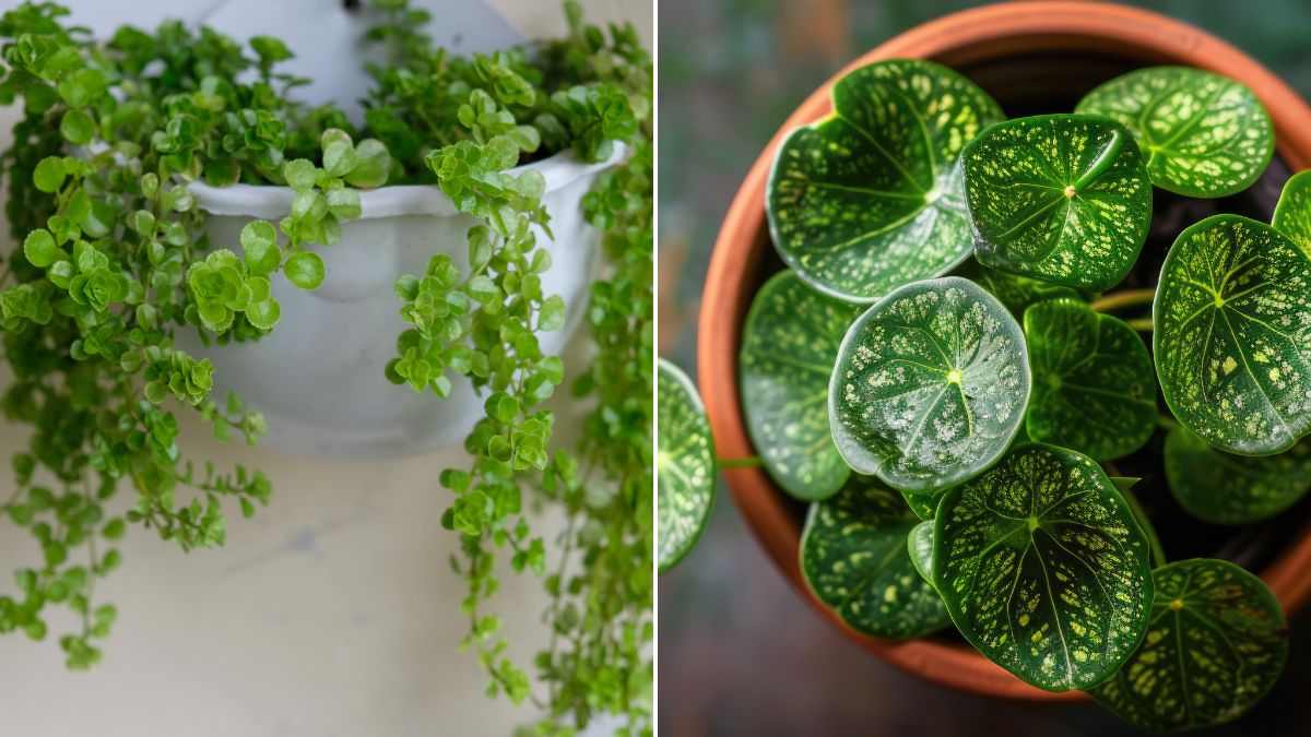 perché la pilea è facile da curare