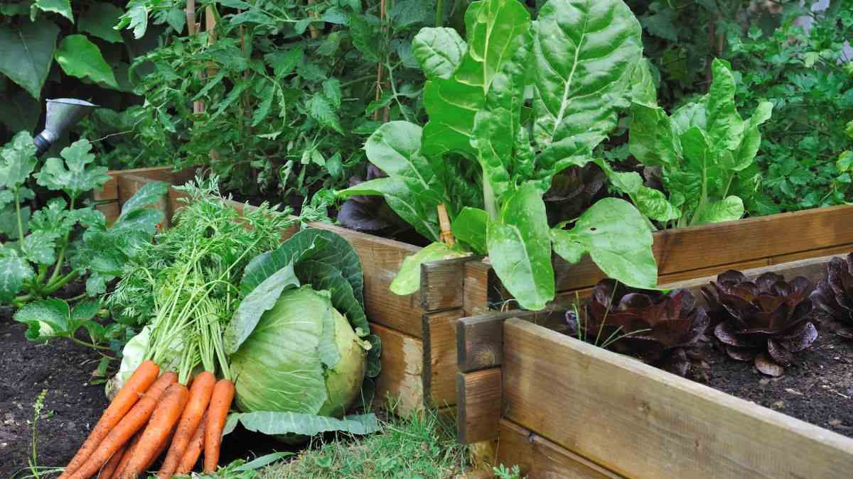 9 verdure che crescono veloci