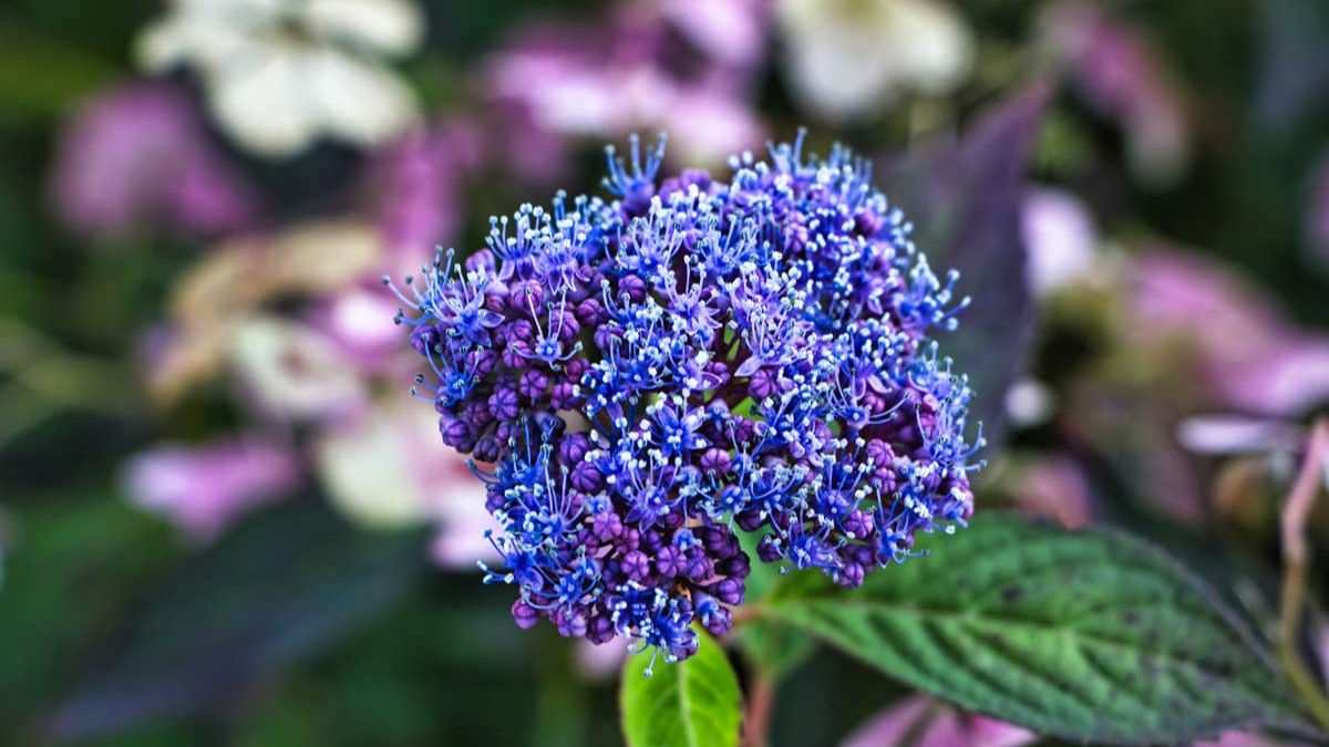 perché scegliere il ceanoto per il tuo giardino