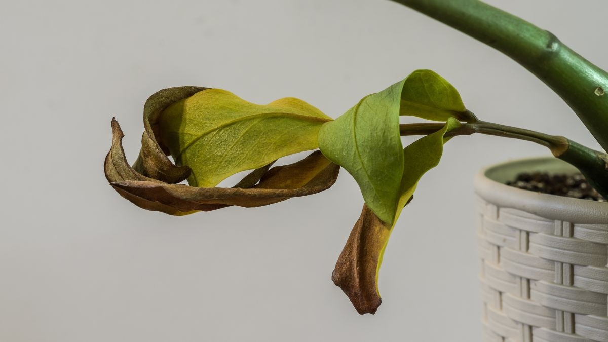 Come prendersi cura della tua pianta