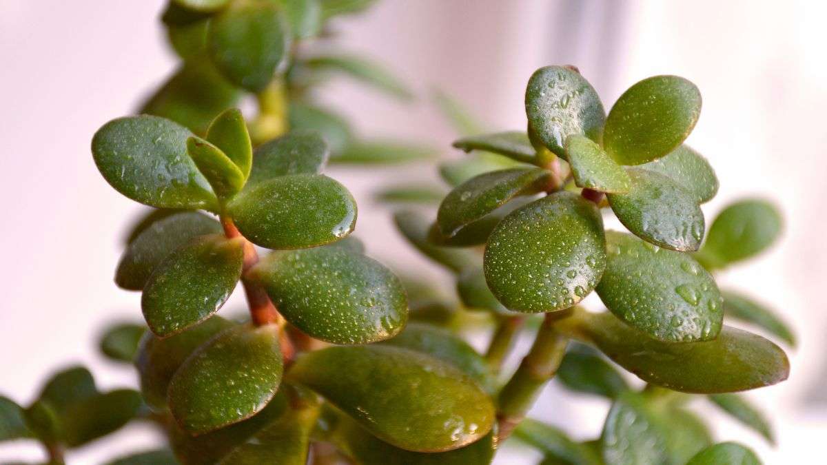 cosa fare per l'albero di giada