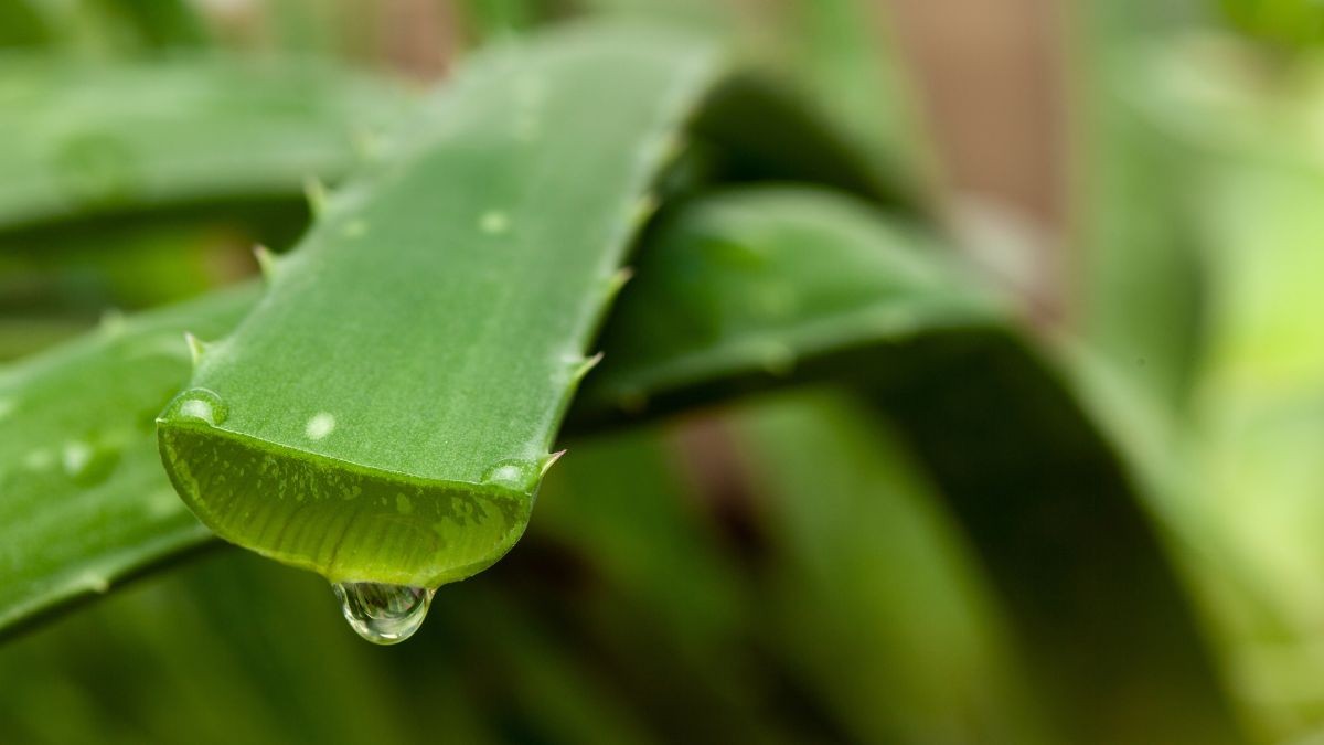 come usare l'aloe vera per la tua orchidea