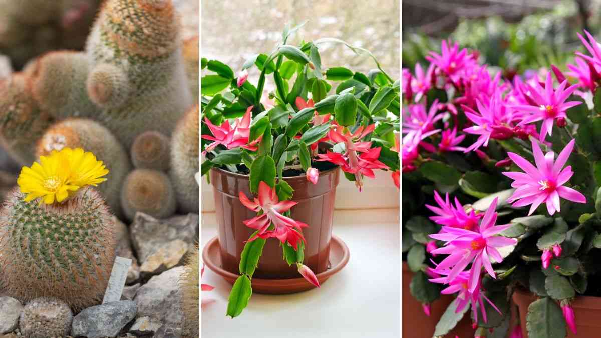 come scegliere i cactus per casa