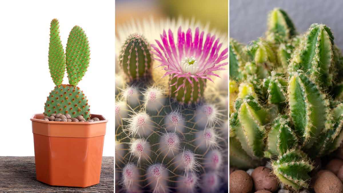 scegli i cactus più belli per la tua casa