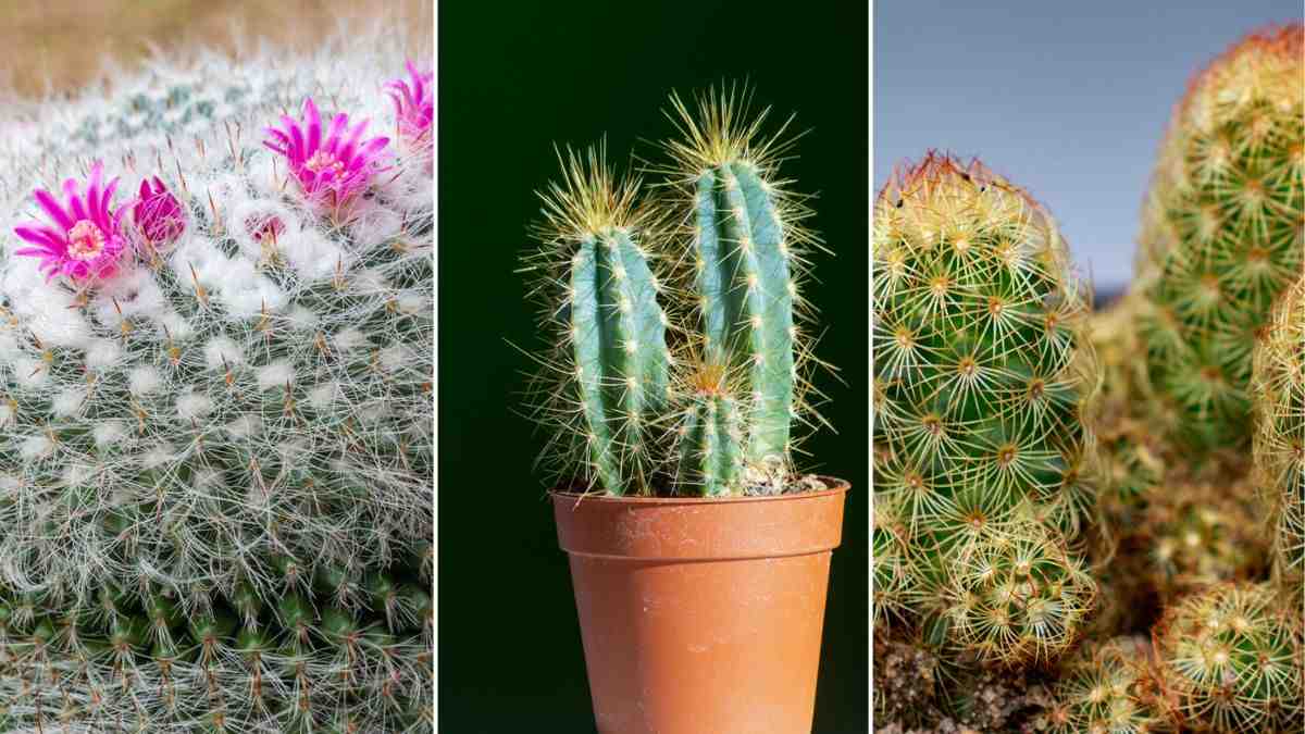 quali sono i cactus più decorativi