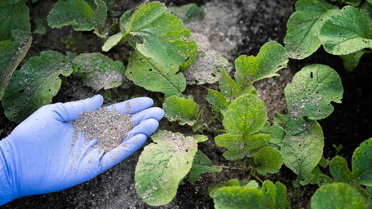 perché usare la cenere per il giardino