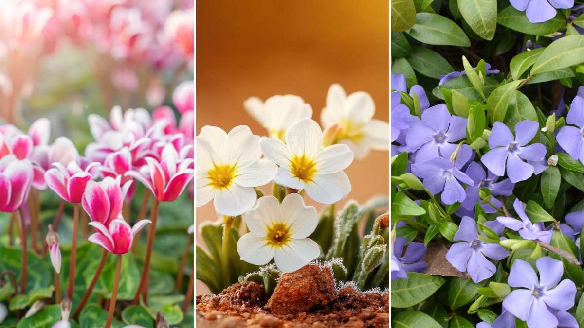 5 piante per il giardino invernale