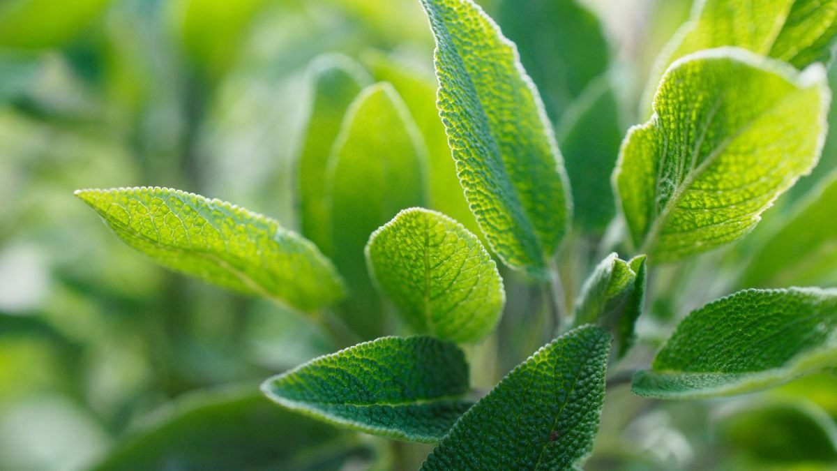 coltivazione e cura della salvia