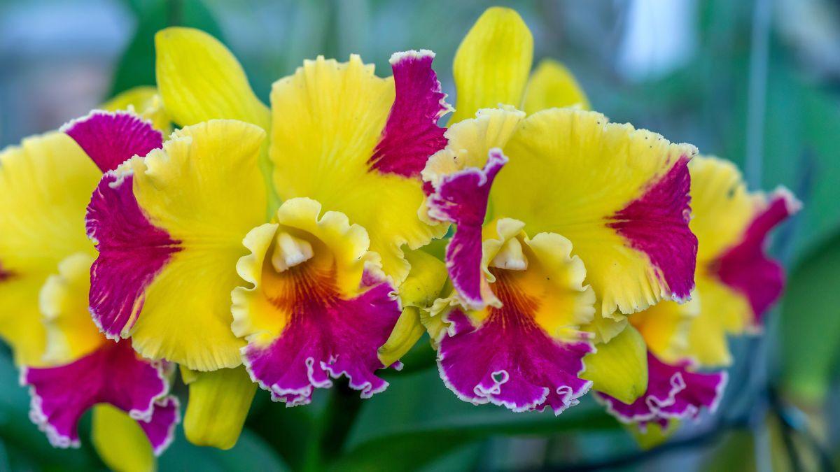 scopri come coltivare questa splendida varietà di orchidea