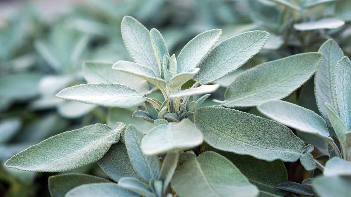 cosa fare per coltivare la salvia