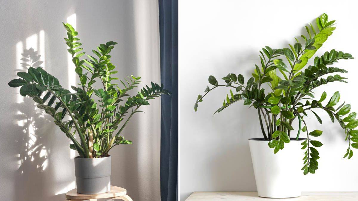 segreti per coltivare la Zamioculcas