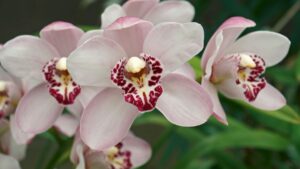 scopri come far germogliare la tua orchidea