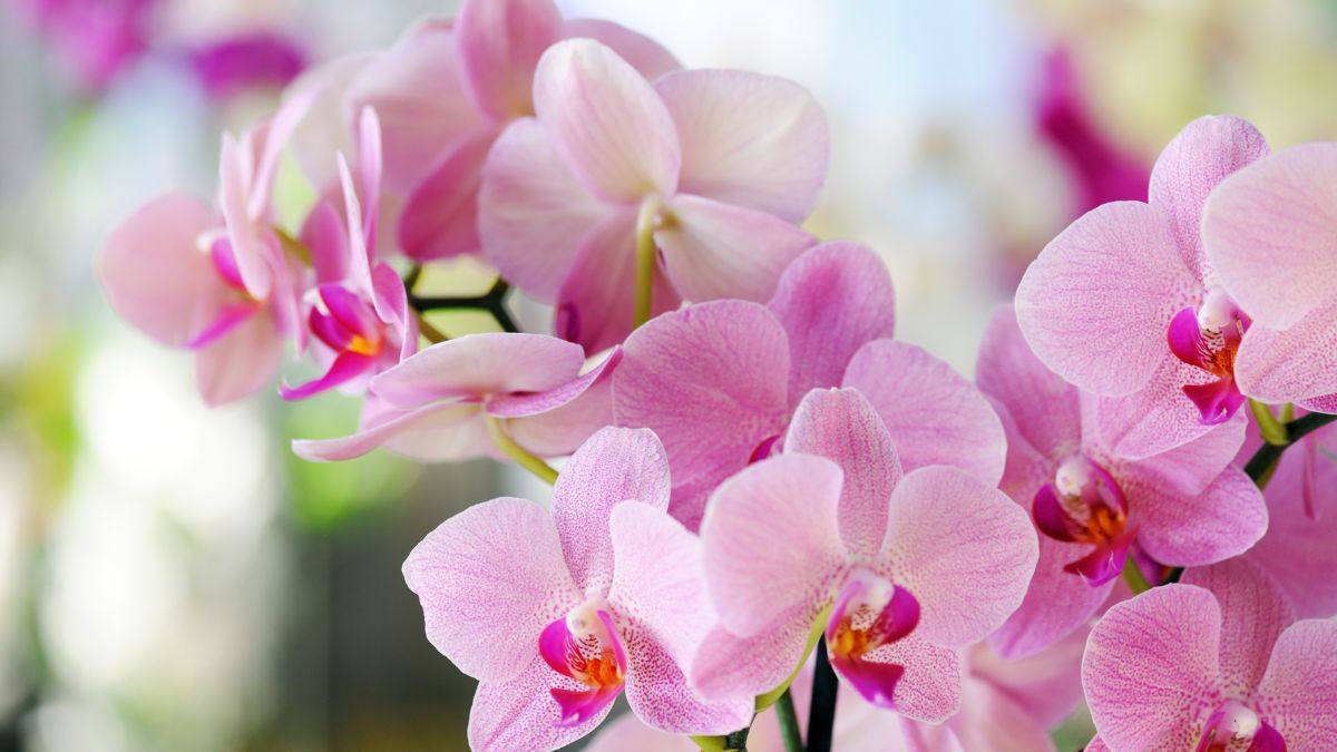 cosa fare per far rifiorire l'orchidea