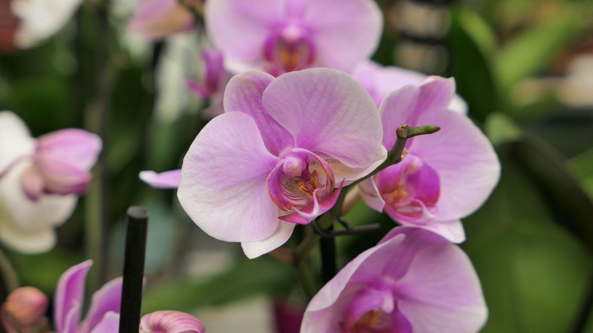 come curare l'orchidea in inverno