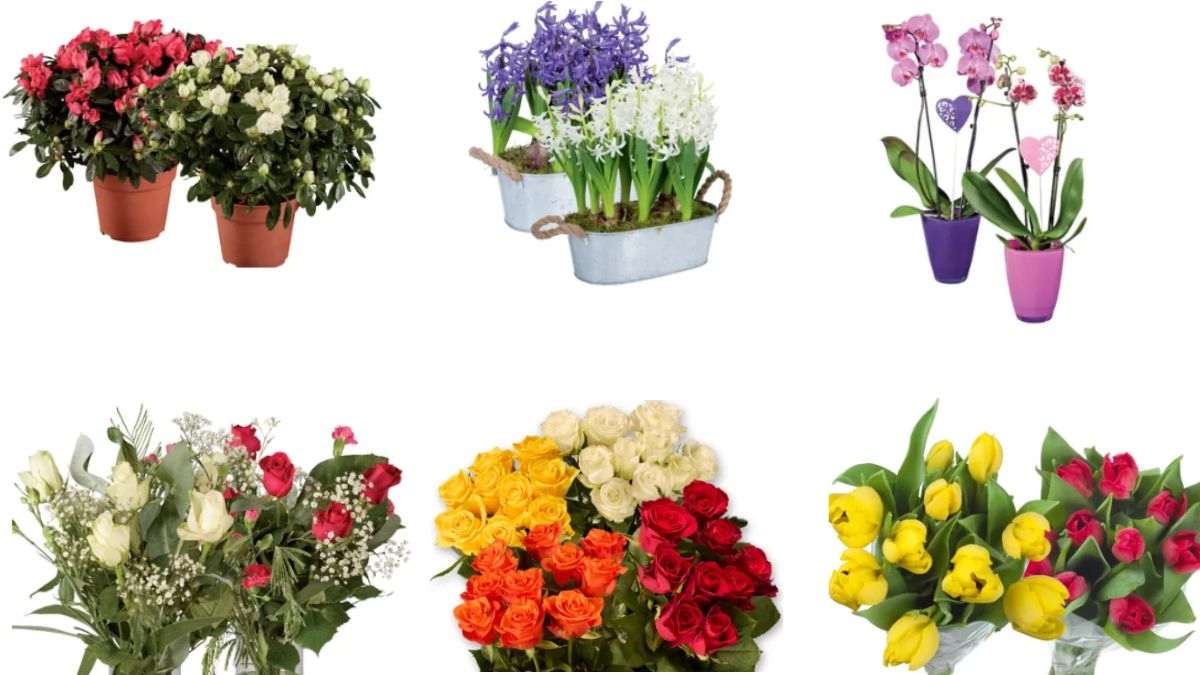 offerte sui fiori per occasioni speciali da Lidl