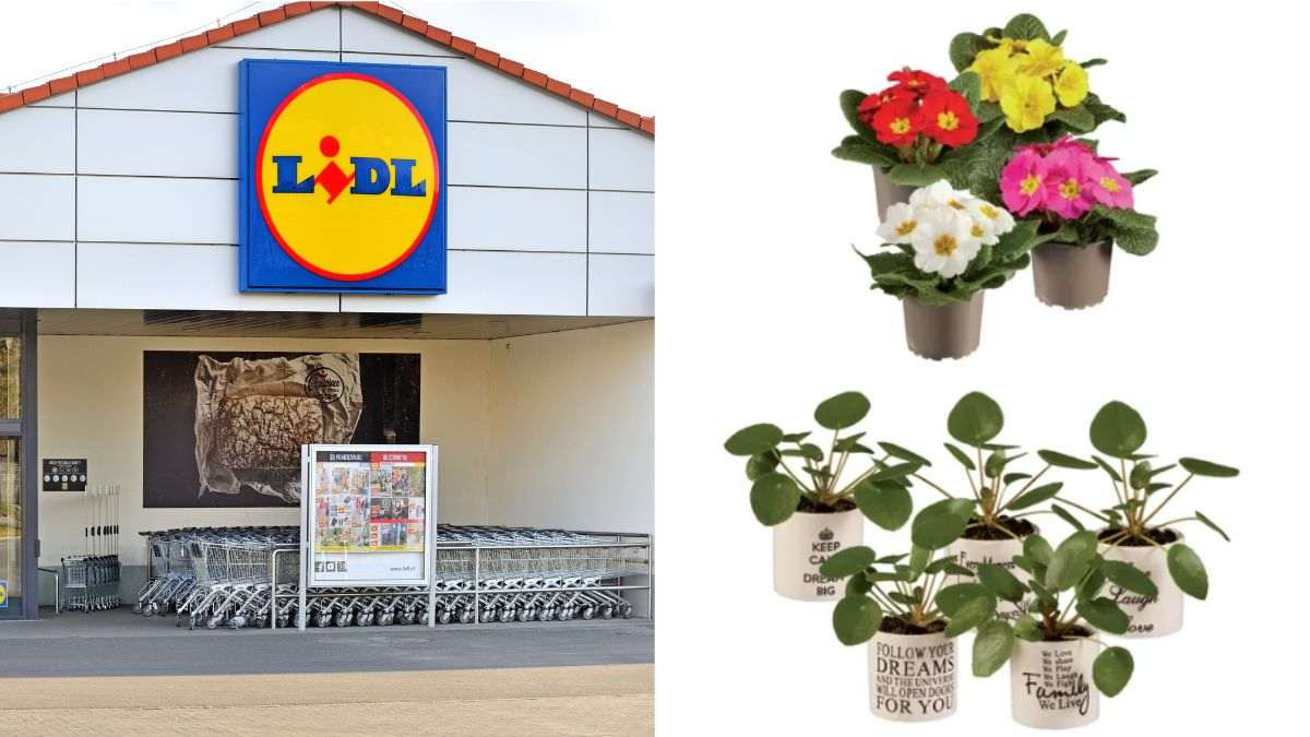 scopri le offerte del weekend per le piante da Lidl