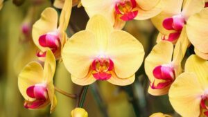 scopri il significato dell'orchidea gialla