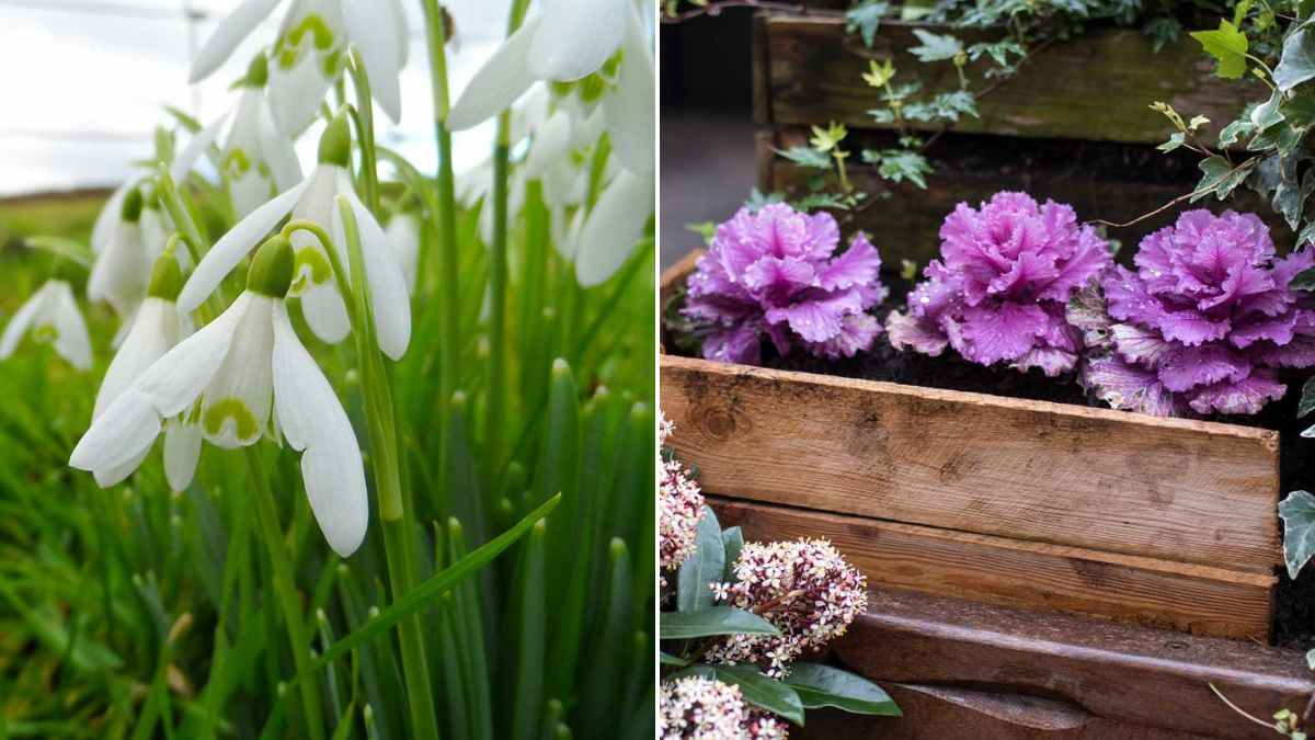 colora il tuo giardino con le piante sempreverdi