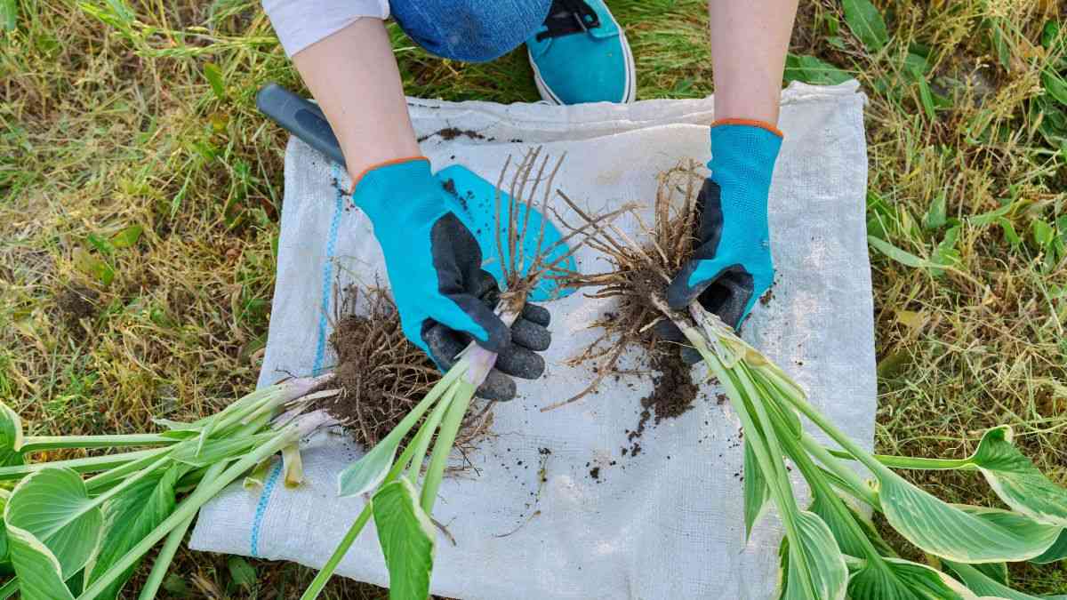 cosa fare per le radici marce delle pianto