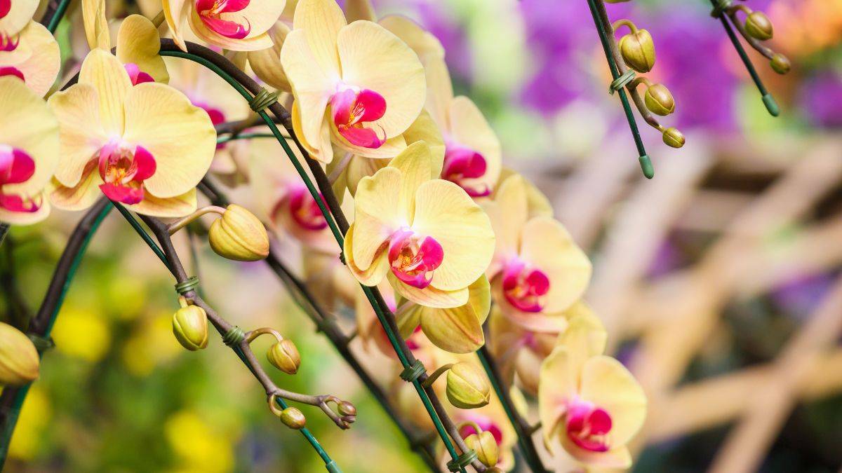 perché regalare un'orchidea gialla