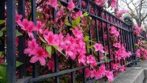 quale recinzione scegliere per il giardino