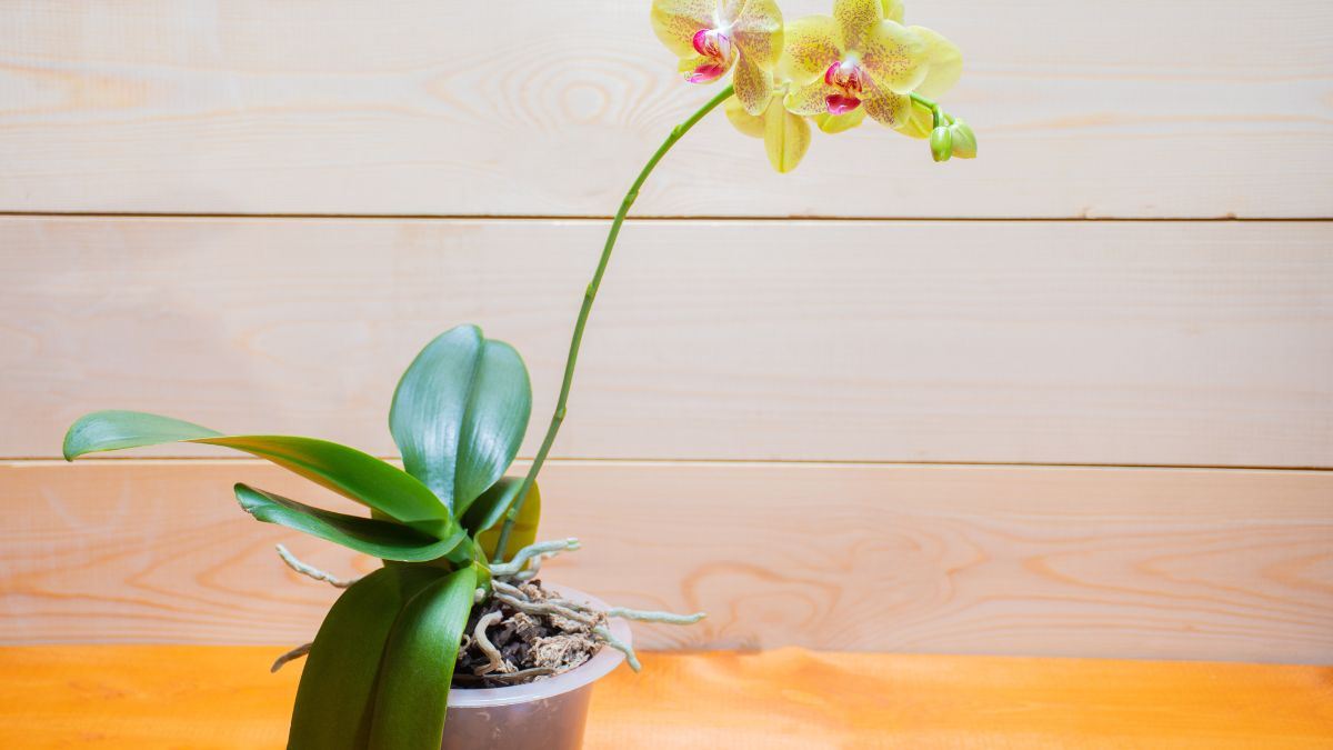 come moltiplicare orchidea con radici aeree