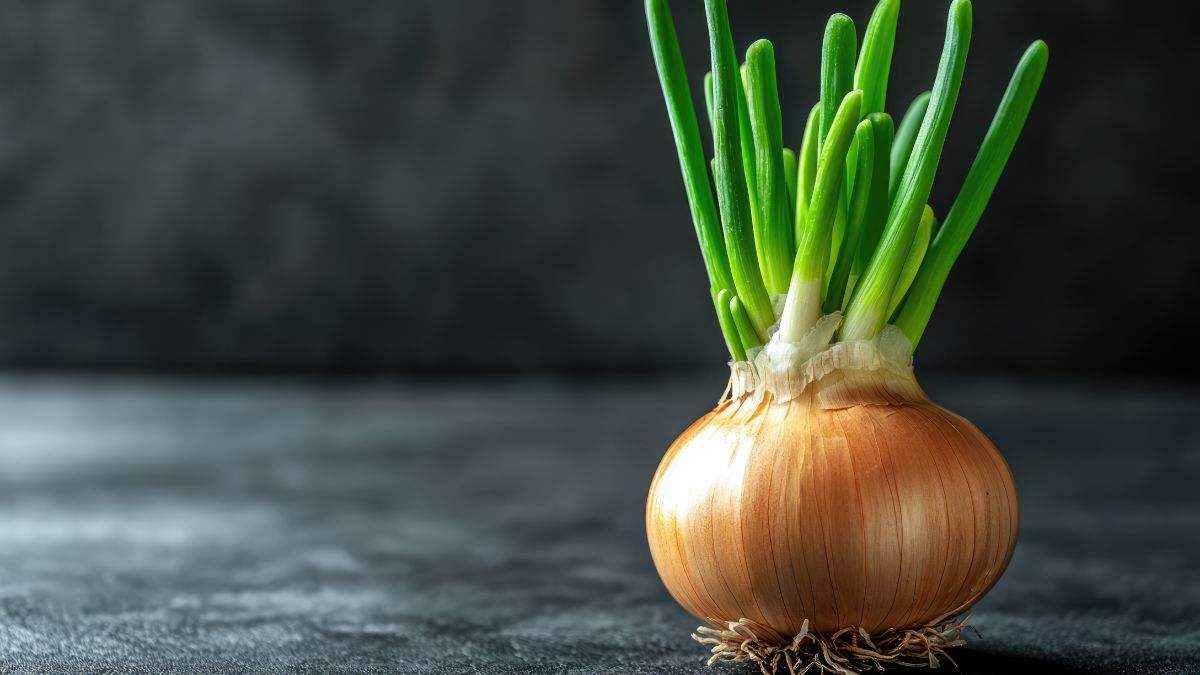 perché non dovresti buttare la cipolla vecchia